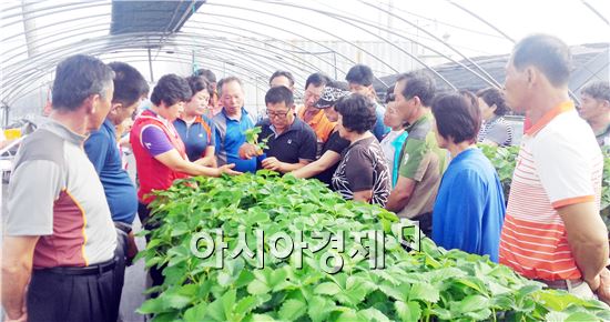 장흥군(군수 김성)은 지난 21일부터 22일까지 탑과채 딸기 시범단지 농가를 대상으로 고품질 딸기 생산을 위한 선진지 현장 벤치마킹 교육을 실시했다.