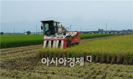 지난 23일 봉산면 삼지리 김덕수(63세) 농가의 햅쌀단지 2ha을 시작으로 오는 31일까지 ‘대숲맑은 조기 햅쌀 단지’ 57농가 58ha에 대해 본격적인 수확에 들어갔다. 사진=담양군