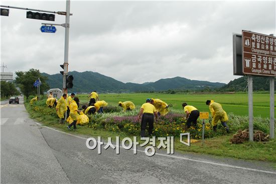 옐로우시티 장성 “가을맞이 코스모스 꽃동산 조성”