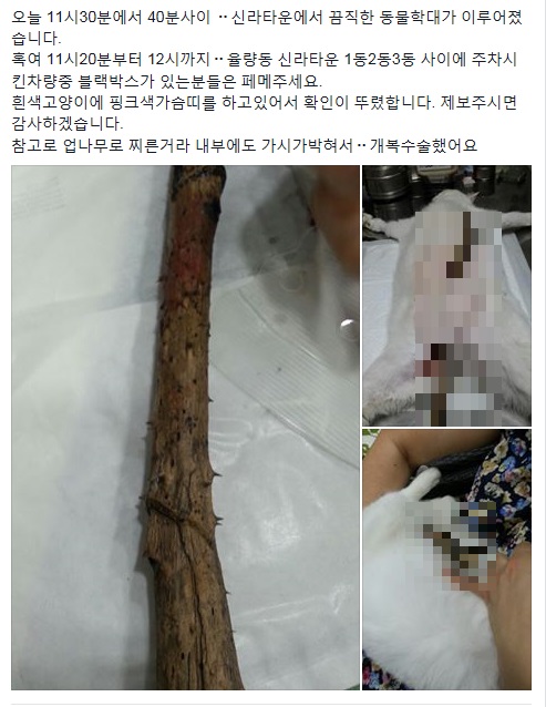 청주서 고양이 학대 사건 발생 "가시나무 관통"