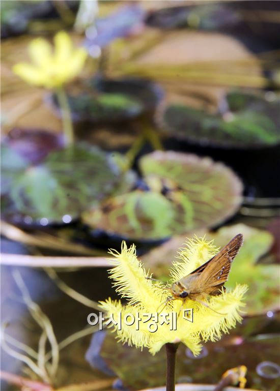 [포토]벌과 나비 유혹하는 어리연꽃