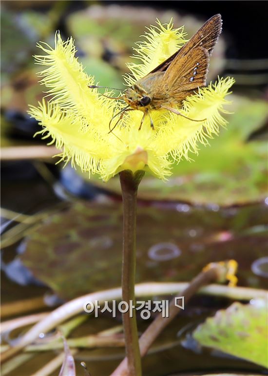 [포토]노란 어리연꽃과 굴뚝나비