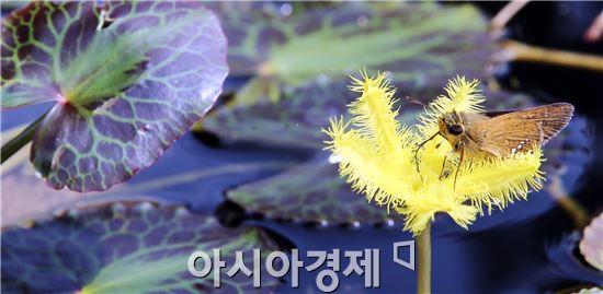 29일 전남 함평군 대동면 함평자연생태공원에서 벌과 굴뚝나비가 활짝 핀 어리연의 자태에 이끌려 꽃잎에 살짝 내려앉아 가을 맞이를 하고 있다. 사진제공=함평군