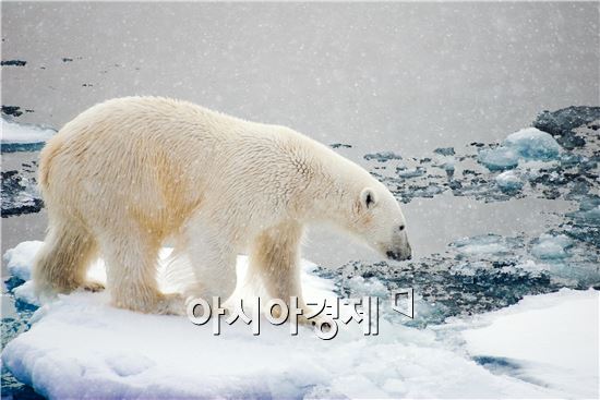 북극에서 만난 북극곰.(제공=극지연구소 주형민박사)