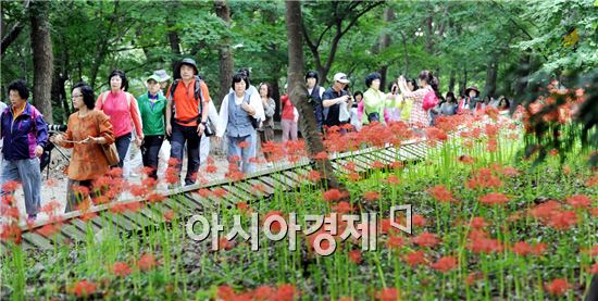 함평에서 꽃무릇 보면서 초가을 향수 느껴보세요