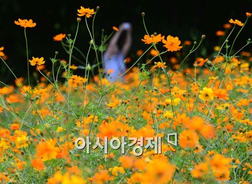 [포토]두 손 높이 들고 황하코스모스를 찰칵 