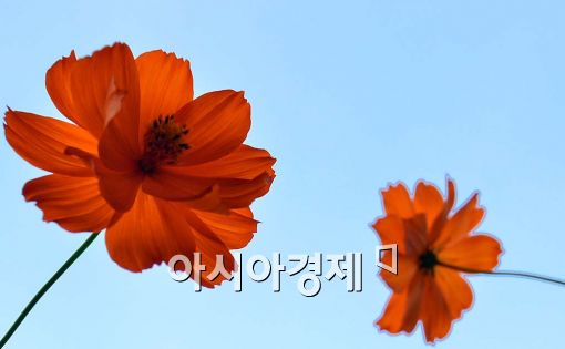 [포토]수묵화처럼 핀 황하코스모스