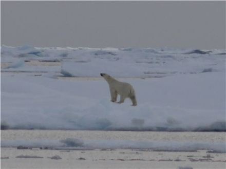 멸종위기 북극곰에 폭탄 투척한 러 연구기지…대체 무슨일이