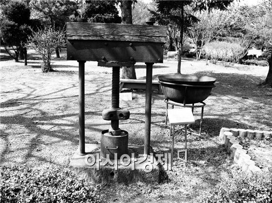 1932년 연구의 태동 동백기름