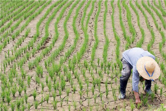 농부가 가뭄으로 갈라진 논에서 제초작업을 하고 있다. 