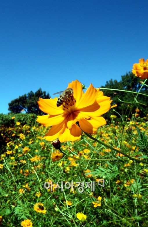 [포토]'벌꿀도 반가운 백로'