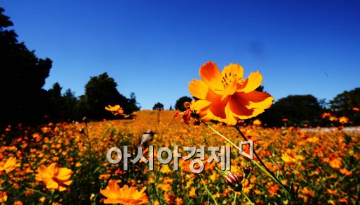 [포토]'파란하늘 아래 황화 코스모스'