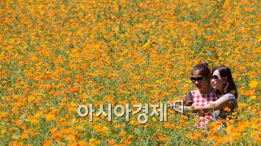 [포토]활짝 핀 황화 코스모스