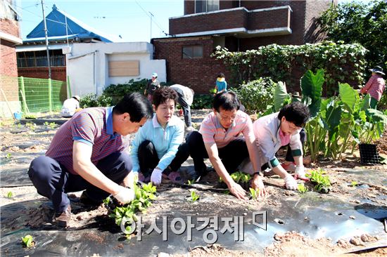 [포토]광주시 동구, 동명동 행복나눔텃밭에 배추모종심기