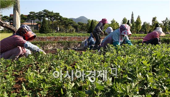 [포토]함평군 국향대전 앞두고 국화 식재 한창