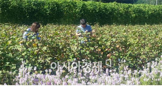 곡성군 겸면, 가을풍경속의 ‘백색향연’시작