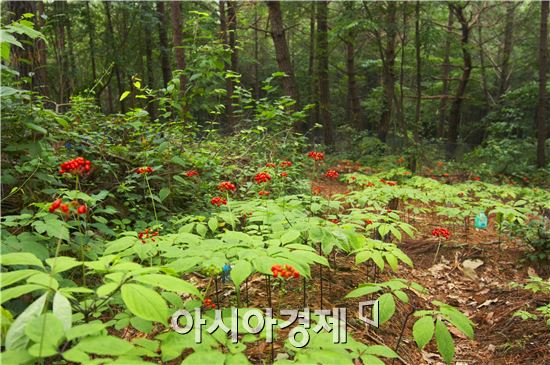 산림조합중앙회,16일 첫 산양삼 공판 실시