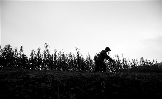[조문환의 평사리日記]예초기
