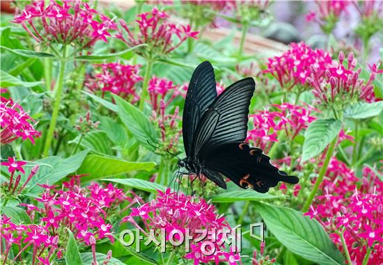 함평자연생태공원, 초가을 맞아 관광객 북적