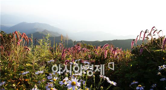 [포토]지리산 노고단 천상정원 보랏빛 물결 장관