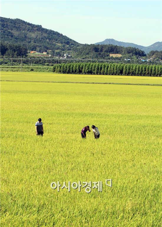 [포토]황금빛으로 물든 가을들녘