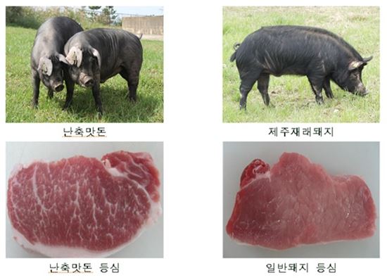 난축맛돈과 일반돼지고기 등심 비교(자료:농촌진흥청)