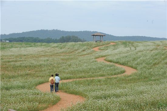 [여행만리]붉은 꽃무릇 융단을 깔아놓은 듯‥황홀경