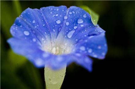 [조문환의 평사리日記]귀꽃