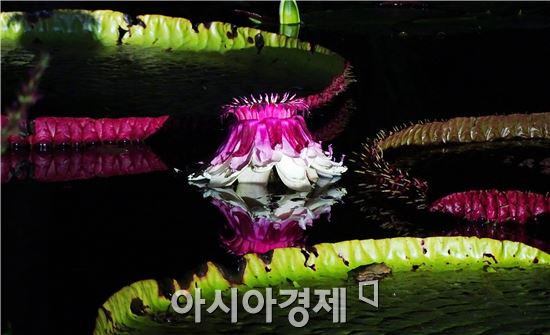 [화보]함평자연생태공원에 꽃의 여왕 “빅토리아 연꽃”만개