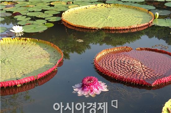 [화보]함평자연생태공원에 꽃의 여왕 “빅토리아 연꽃”만개