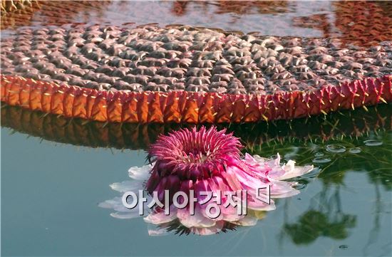 [화보]함평자연생태공원에 꽃의 여왕 “빅토리아 연꽃”만개