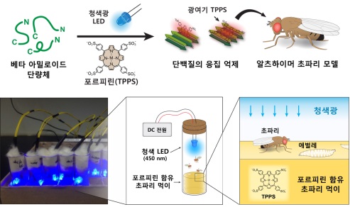 ▲포르피린 유도체와 청색 LED 광을 이용해 베타-아밀로이드 단백질 응집을 효과적으로 억제하고 무척추동물(초파리)에 적용한 기술의 모식도.[사진제공=카이스트]
