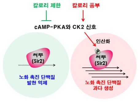 수명연장 단백질 규명…항노화 물질 개발된다