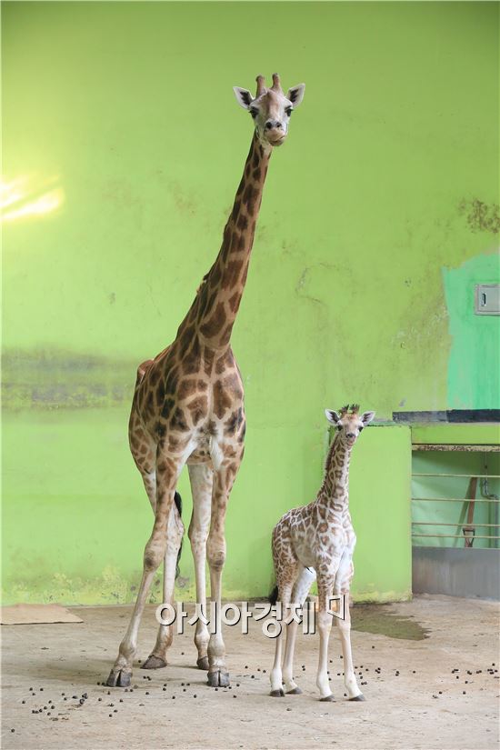 서울대공원, 8년만에 새끼 기린 태어나…이름은 '엘사'