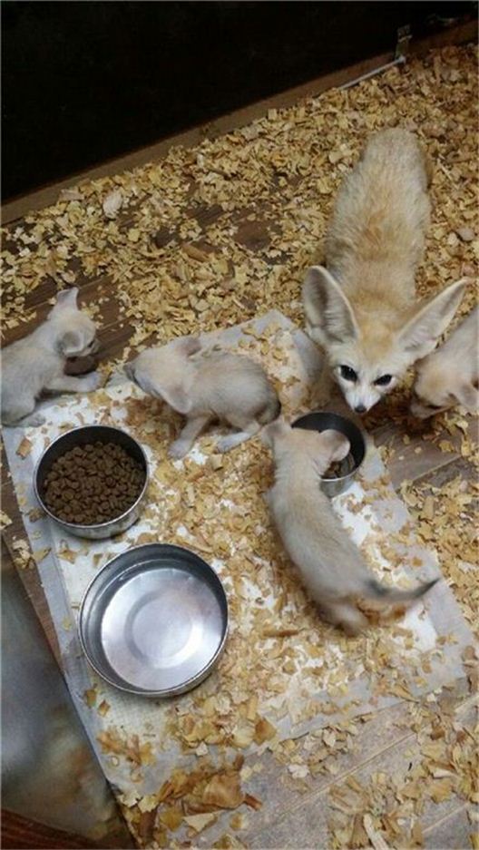 인천대공원서 멸종위기 '사막여우' 새끼 4마리 출산