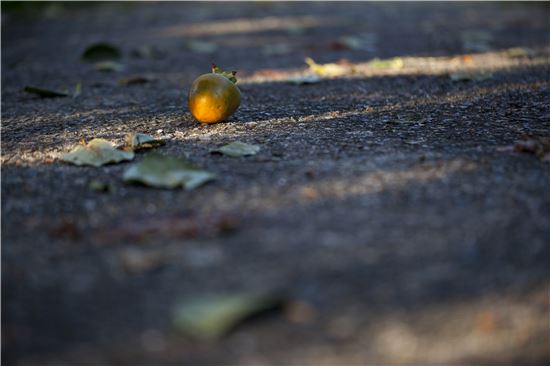 [조문환의 평사리日記]쿵