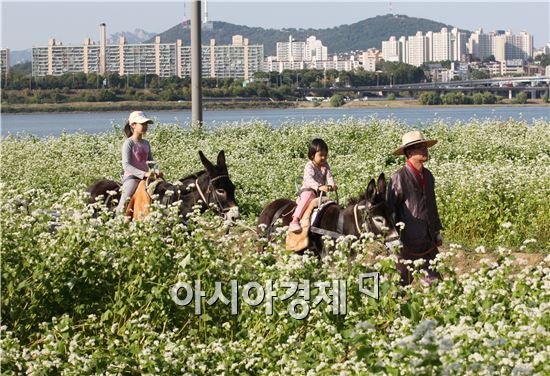 '메밀 꽃 필 무렵'속으로…이번 주말 '서래섬 메밀꽃 축제' 어떠세요