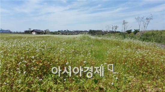 전남도농업박물관서 메밀꽃 문화축제 즐기세요