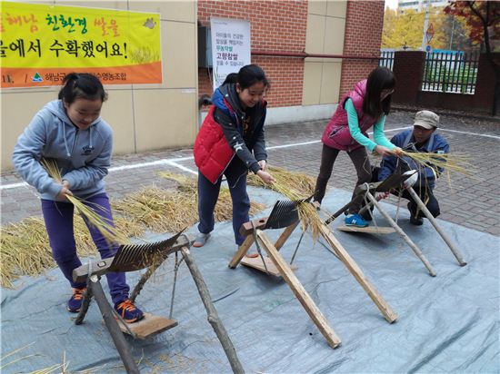 노원구 초등학생 친환경쌀 수확 체험