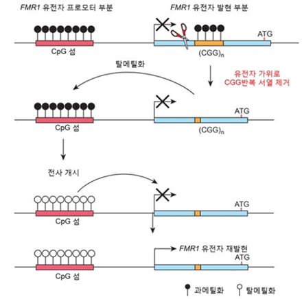 정신지체 유전 질환…유전자 가위로 치료한다