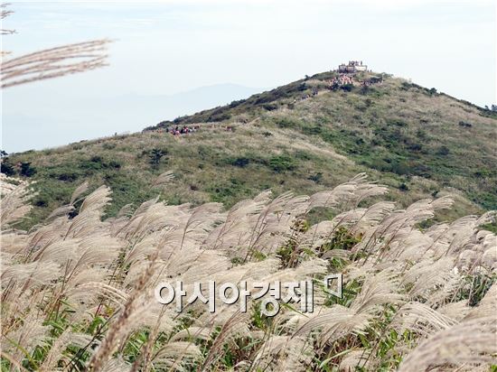 청명한 가을 날씨가 이어진 가운데 휴일인 4일 전남 장흥군 천관산 정상 억새평원에서 억새제가 열렸다. 이날 많은 등산객들이 찾아와 바람에 출렁이는 은빛억새를 보면서 가을 청치를 만끽했다.천관산 정상 130만㎡ 능선 일대를 은빛으로 물들인 억새는 다도해의 풍경과  천관산 기암괴석이 조화롭게 어우러져 최고의 장관을 이룬다.
