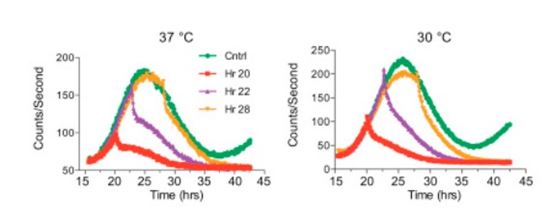 ▲Period2 단백질이 인산화 스위치에 의해 낮은 온도(30도) 에서 분해되는 속도가 더 빨라진다는 것을 보여주는 실험 그래프.[사진제공=카이스트]
