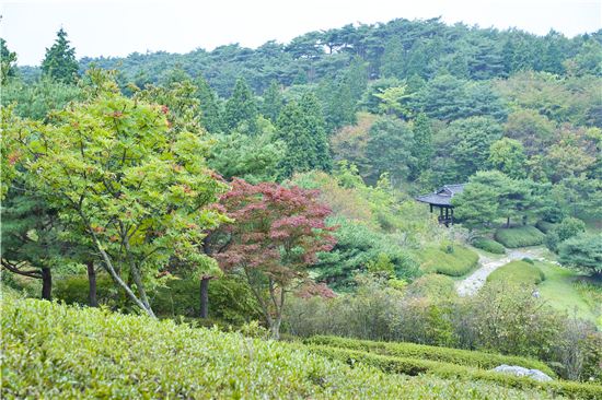 [여행만리]단풍과 함께 즐기는 야생화 가을 여행