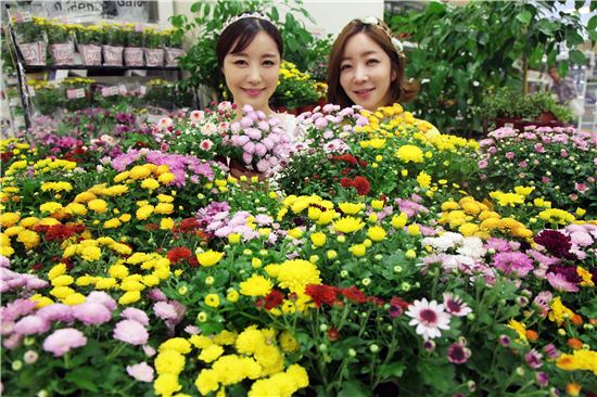 6일 오전 서울 한강로 이마트 용산점에서 모델들이 제철을 맞은 가을의 상징 국화꽃을 선보이고 있다.
