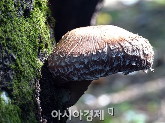 천고마비의 계절, “장흥표고버섯이  건강을 품었다”