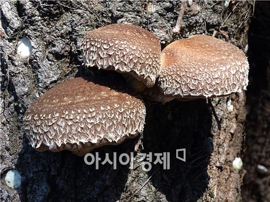 천고마비의 계절, “장흥표고버섯이  건강을 품었다”