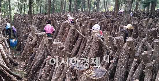 천고마비의 계절, “장흥표고버섯이  건강을 품었다”