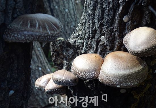 천고마비의 계절, “장흥표고버섯이  건강을 품었다”