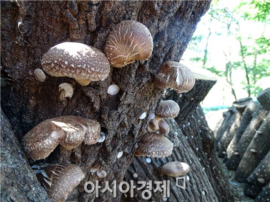 천고마비의 계절, “장흥표고버섯이  건강을 품었다”