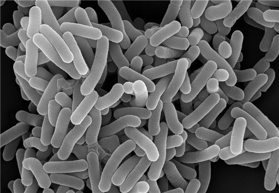 Probiotics stock photo. [Photo by Asia Economy DB]
